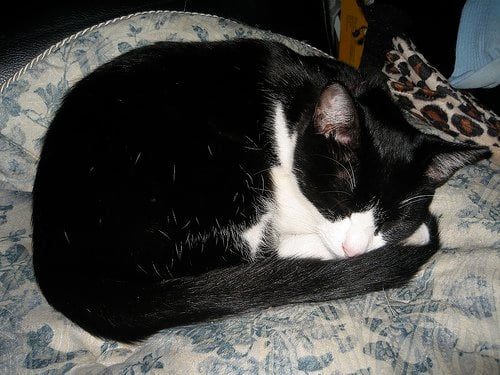 437447088 C3c47d23ba