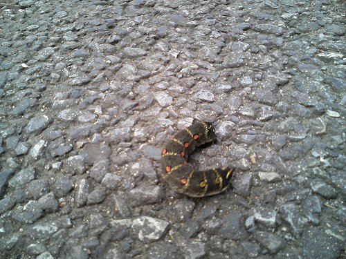 442971325 03c76004a7