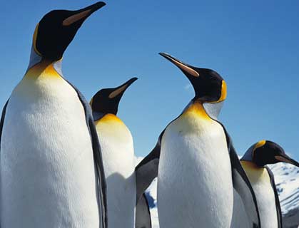 Wallpaper Penguins 012