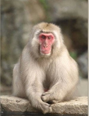 Screen Shot 2019 03 21 At 4.35.30 PM