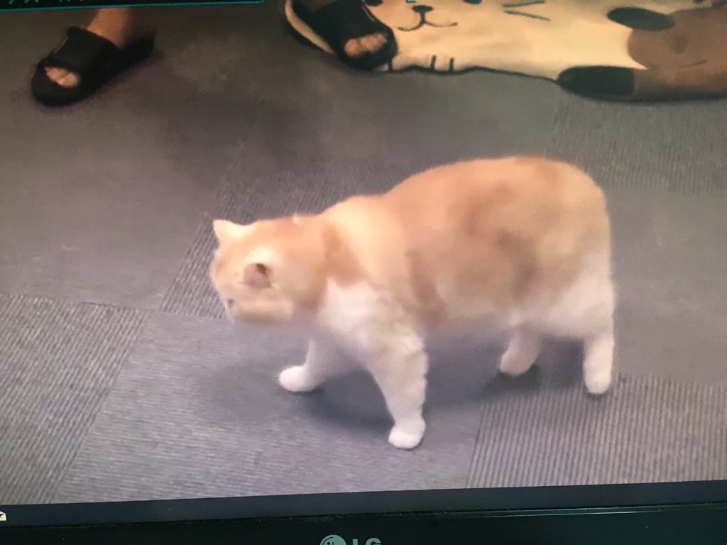 Azur Lane Developer Is An Incredibly Beautiful Young Woman 3