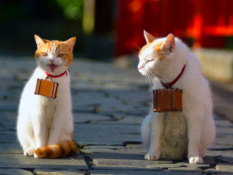 Happy Cat Day From Japan 02