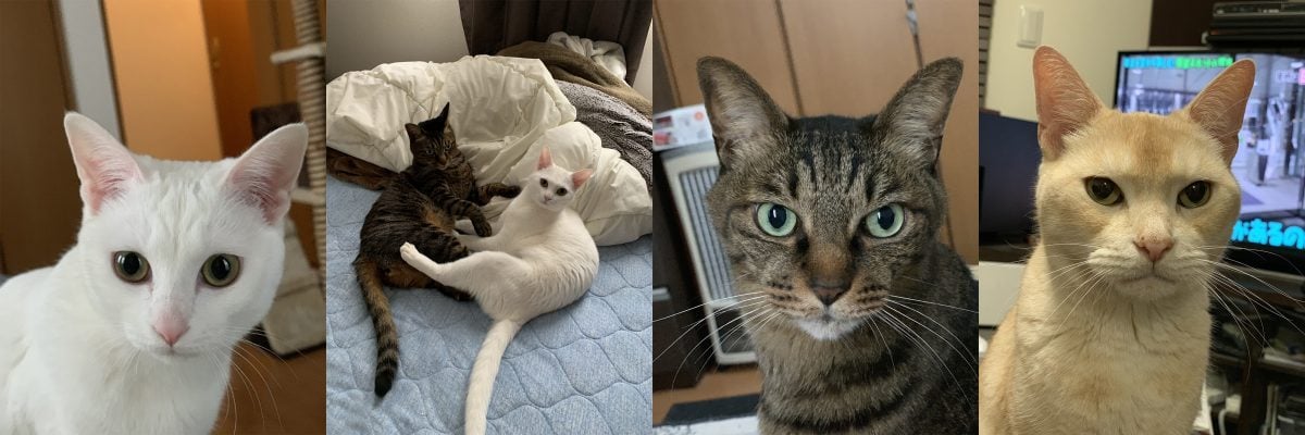 Gai Mizuki Cats