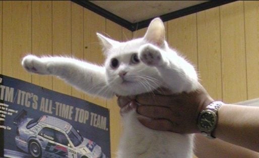 Longcat Featured Image