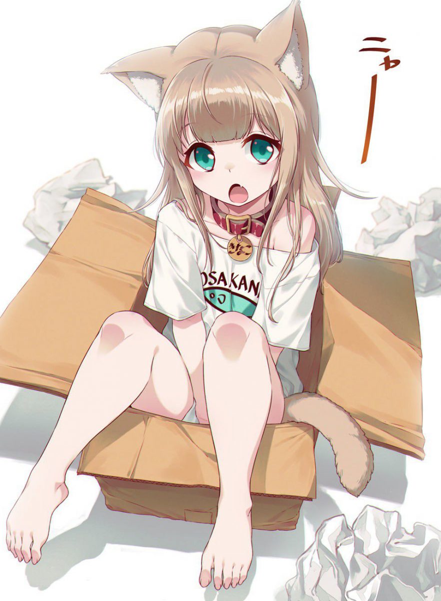 My Cat is a Kawaii Girl! Kinako In A Box