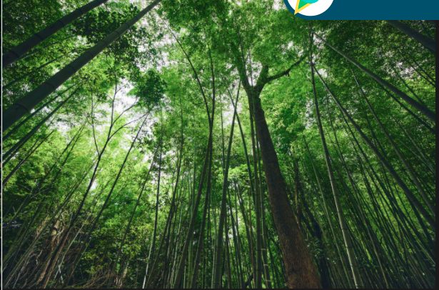 PokemonWonder WhisperingBambooGrove