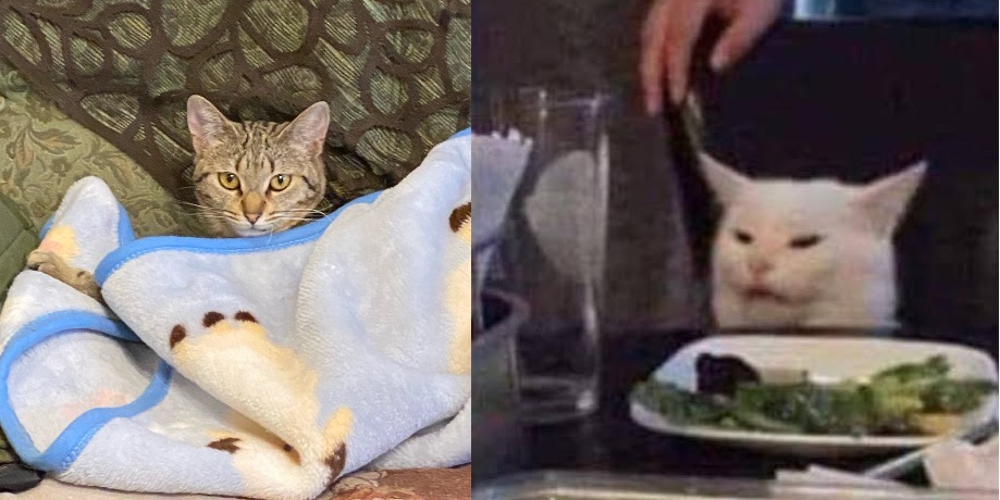 My cat on Super Cat Day