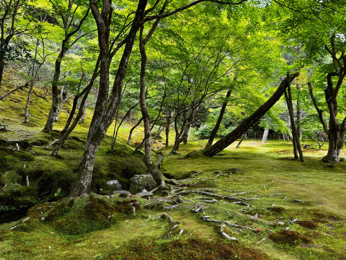 The Moss Near Ginkakuji Is Amazing