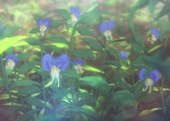 KyoAni News Violet Evergarden