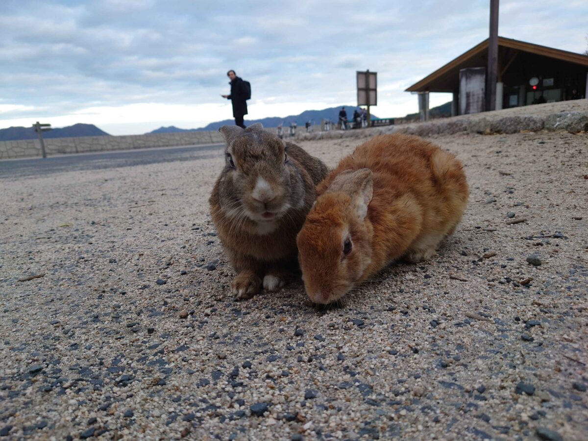 Rabbit Island Bunny 2