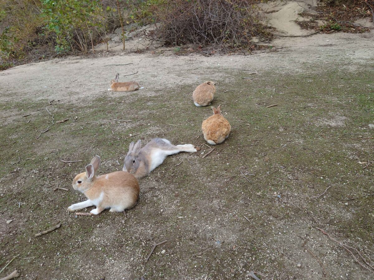 Rabbit Island Bunny 3