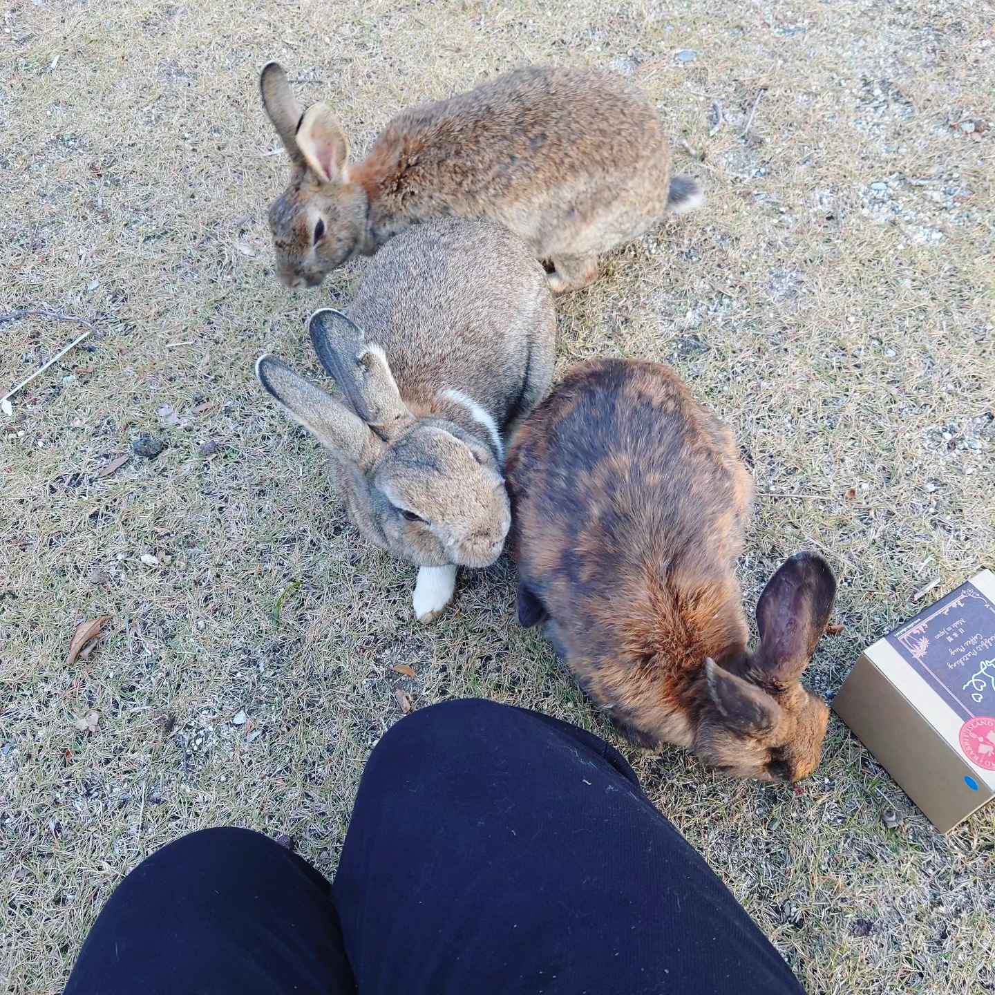 Rabbit Island Bunny 4